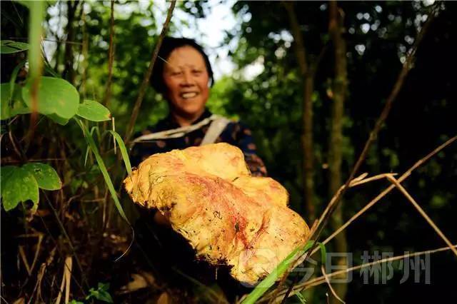 【发现】两斤重的黄菌,镶着金裙边的竹荪,桂东的大森林里又发现了这些