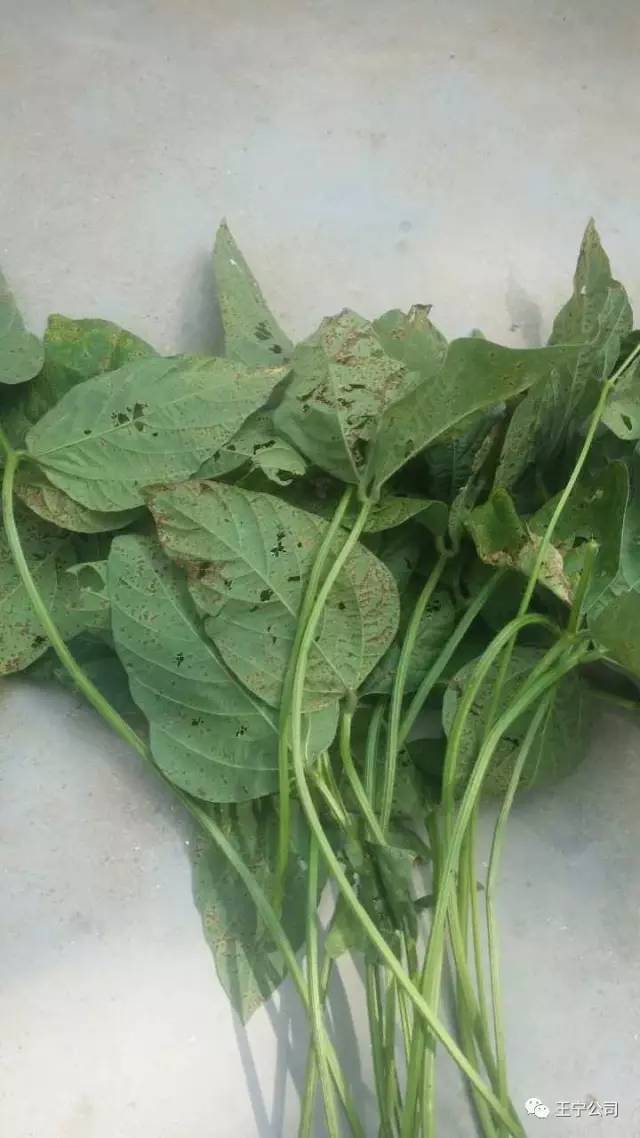 大豆紫斑病!
