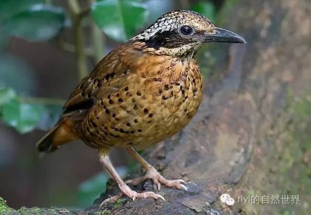 【rlyl物种说】今日--双辫八色鸫(eared pitta)