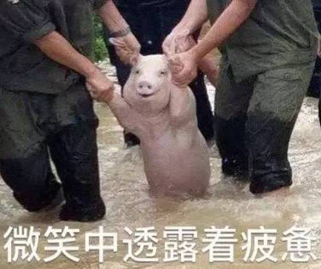 猪固有一死,或死于洪水,或死于红烧