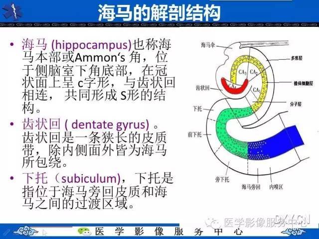 精彩幻灯 海马的解剖及萎缩分级