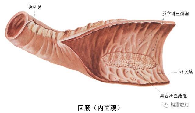 fold 直肠横襞,5 femoral head 股骨头,6 rectal ampulla 直肠壶腹部