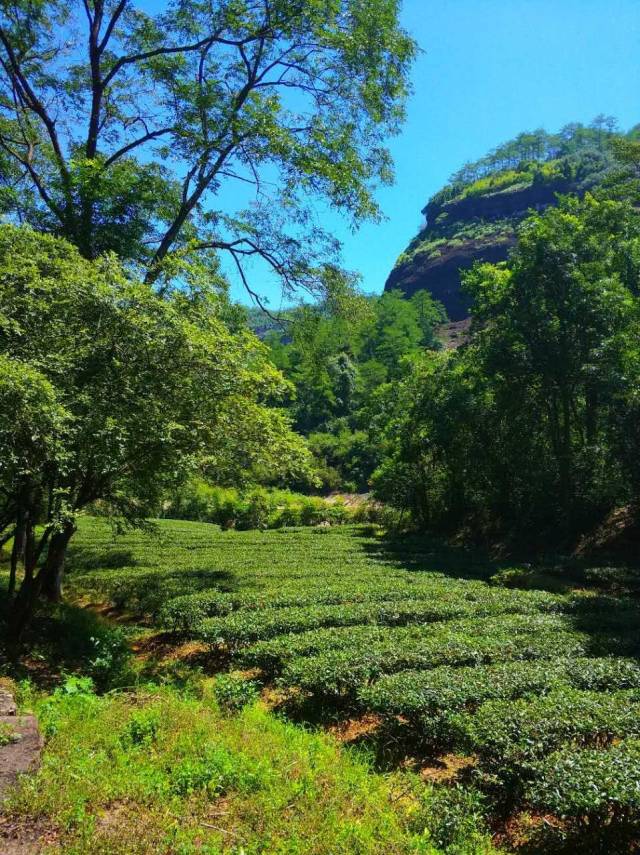 武夷山"三坑两涧"山场风光 拍摄:王鹏程