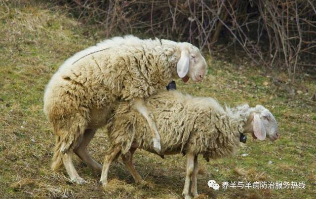 自由交配公羊与母羊比例是有规定的,一般公羊与母羊的比例为1:14～19