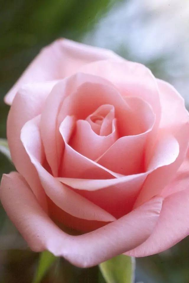 玫瑰皇后与世界上最美的玫瑰花