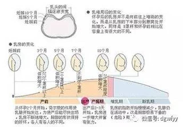 通常乳房胀痛发生在怀孕的初期,随着身体激素水平的稳定,这种情况会