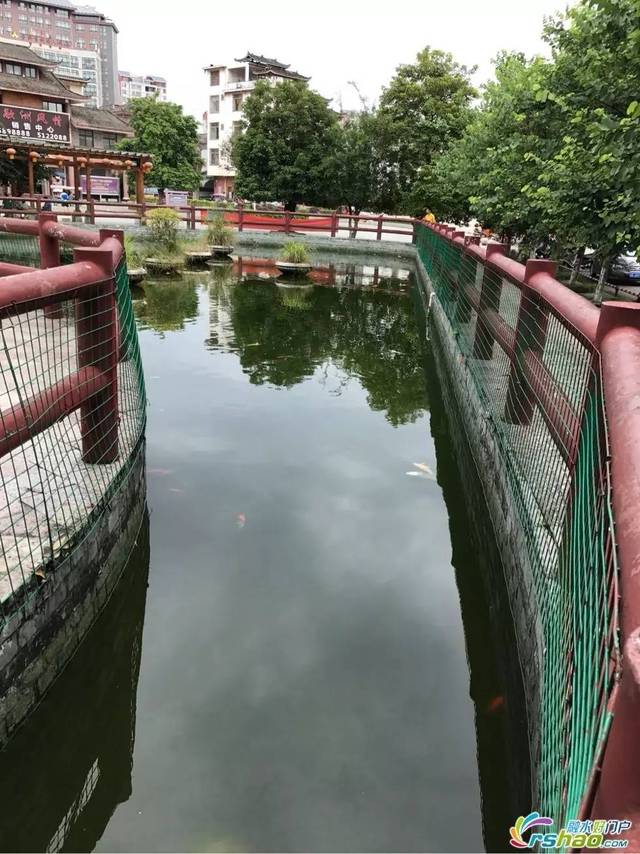 诡异!融水体育公园鱼塘出现很多死鱼,神马情况