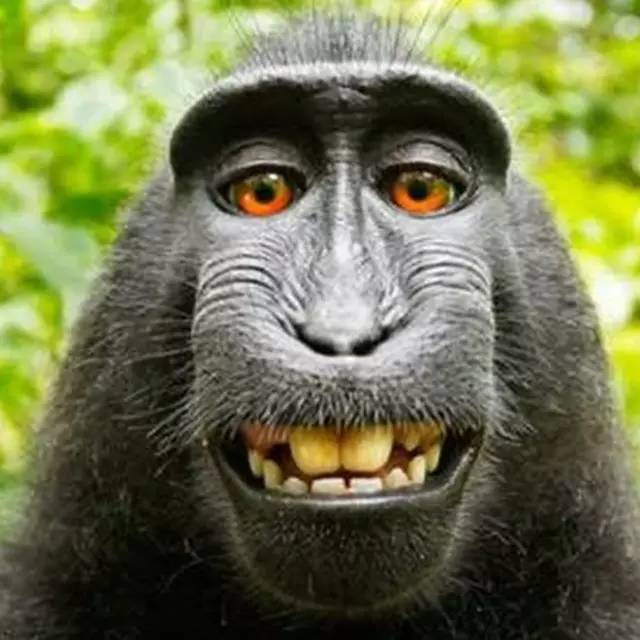 【图说科学】为什么猴子的脸很皱,但是人的脸却很光滑