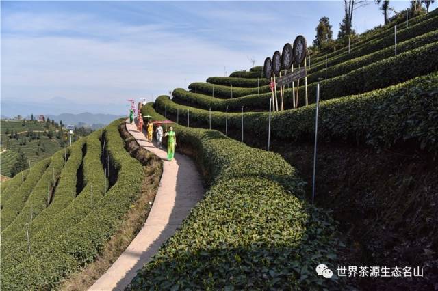 绿美名山|茶园变景区 茶山变"金山"
