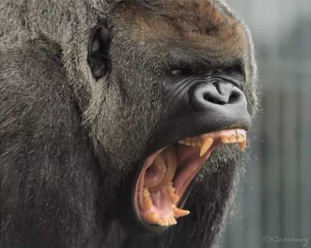 哺乳类动物 几乎都有犬齿 最大的犬齿 就在草食性动物—河马的嘴里