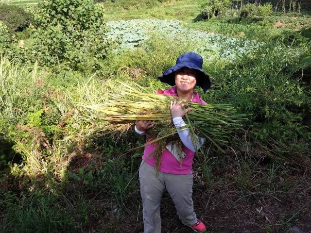 孩子们第一次亲自体验收割的困难,辛苦,继而用稻床这样质朴的工具脱粒