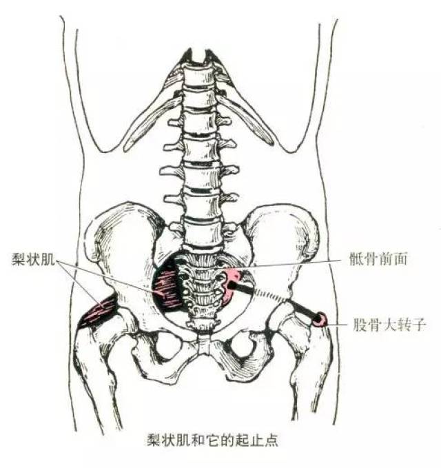 梨状肌 部位:骶骨前面,小骨盆后壁.