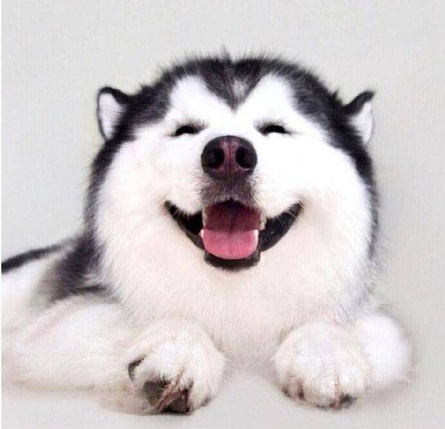 犬界中的雪地三傻,不为人知的特点!