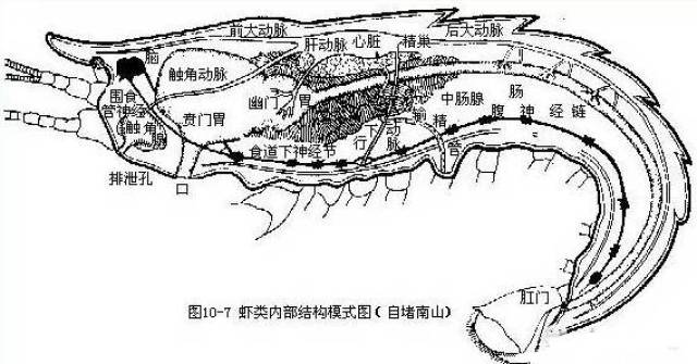 那么问题来了—— 虾头里黄黄的东西到底能不能吃呢?