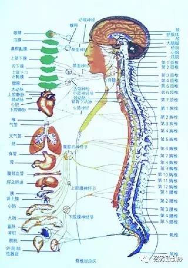 躯干刮痧测脏腑器官健康1——脊椎与身体脏腑的对应区