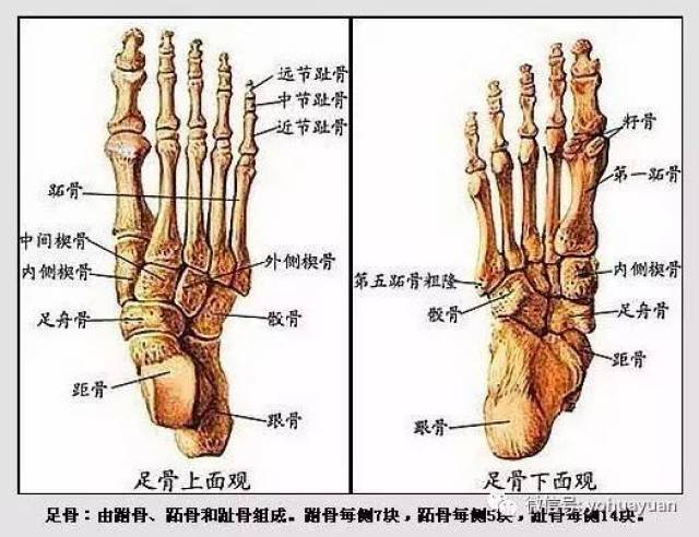 脚的外形包括脚心,脚背,脚趾,脚足跟几个部分,内部结构包括脚骨,肌肉