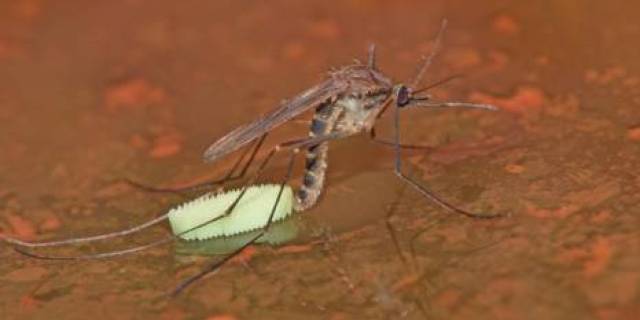 你一定想不到,它竟然是.蚊子!