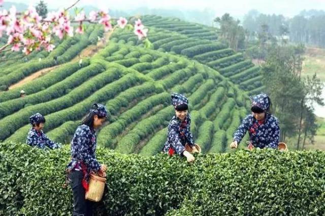 这是宁都县小布镇的茶山上,采茶姑娘们的身影真迷人.