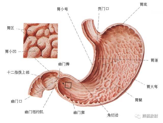 胃粘膜纹的正常宽度是多少?
