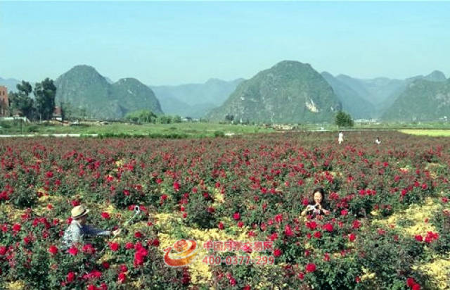 三产融合助企业做强农民增收(图1) 三产融合助企业做强农民增收(图1)