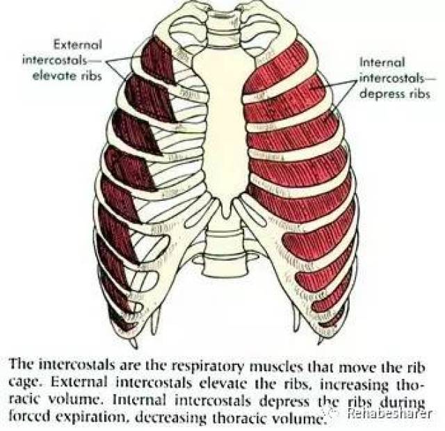 吸气肌:膈肌,斜角肌,肋间肌 呼气肌:腹肌(腹直肌,腹内斜肌,腹外斜肌