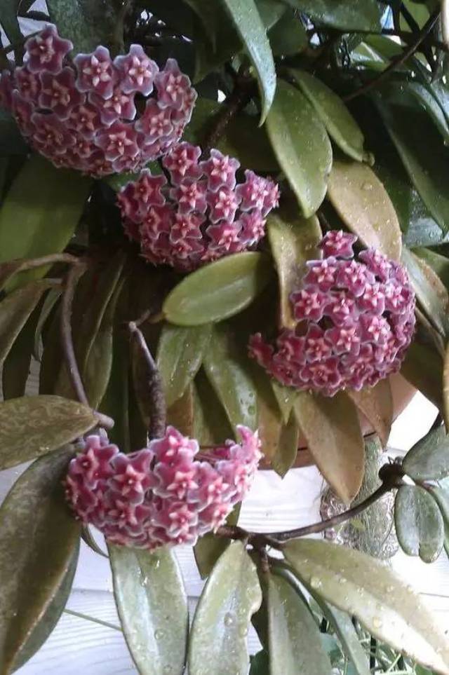 球兰花颜