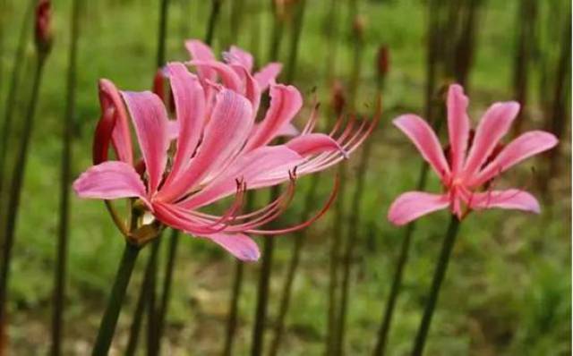 西湖景区百万石蒜花正开放你不能错过这份赏花指南