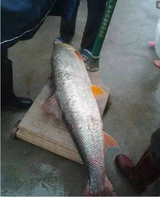 千岛湖水美鱼肥,是鳡鱼生长的最佳水域,招来,繁殖了大量鳡鱼,这些