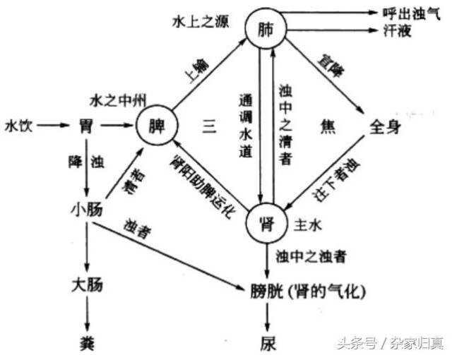 肾主水,是指的肾具有主持全身水液代谢,维持体内水液平衡的作用.