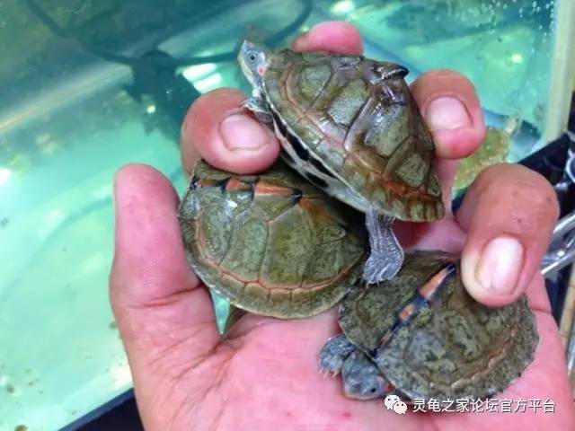 印度北部恒河流域,海拔约600米的丘陵地带 史密斯棱背龟为杂食性龟类