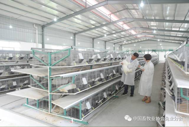 美丽兔场展播—漳州绿岚兔业有限公司