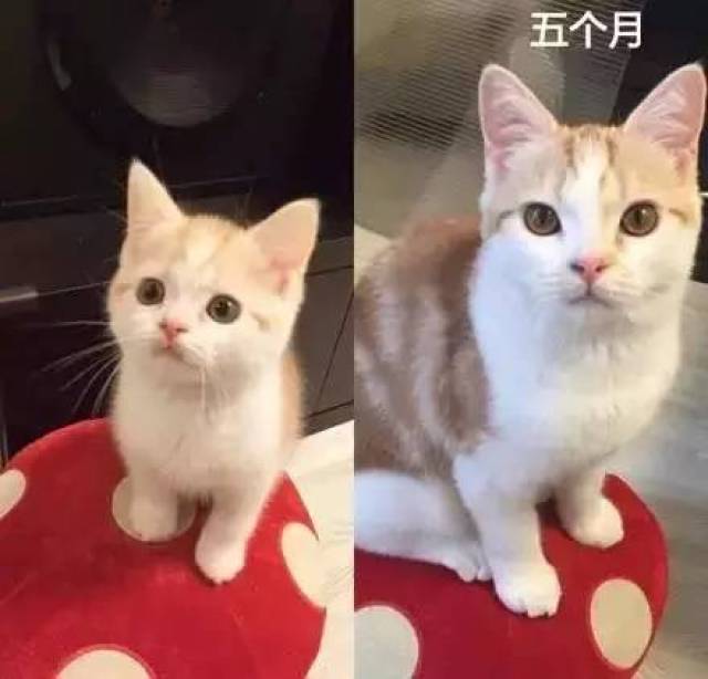 从小奶猫到猫大叔的成长对比照,岁月真的是把杀喵刀