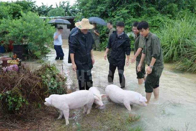 今天,我们要为一只猪正名:这只冲出国门的表情包小猪,是咱钦州的!