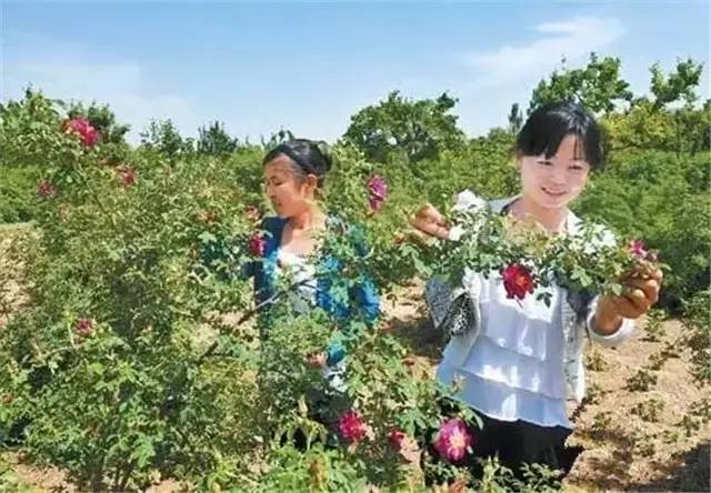 资料图片) (游客在永登县苦水镇玫瑰园体验采摘玫瑰.