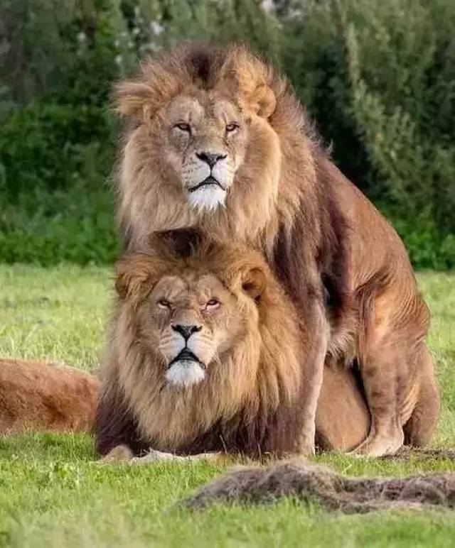 关键是,人家两狮子旁边就有母狮子