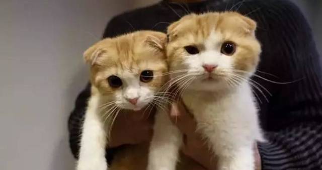 别装丧,我知道你是治愈番