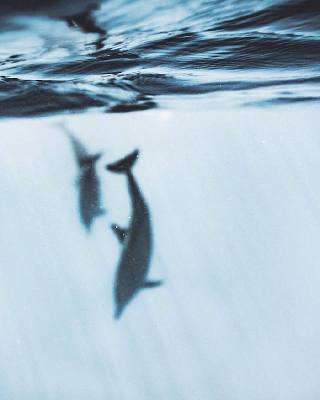 林深时见鹿 海深时见鲸 ~