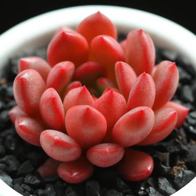 可爱的韩国多肉植物