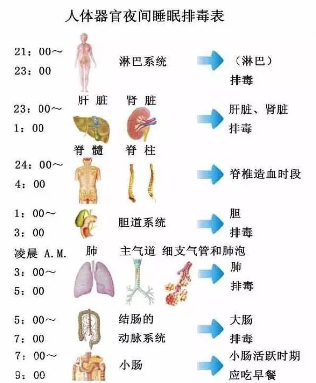 【别再相信排毒时间表了, 很多器官都是"24小时值班"】 这篇辟谣科普