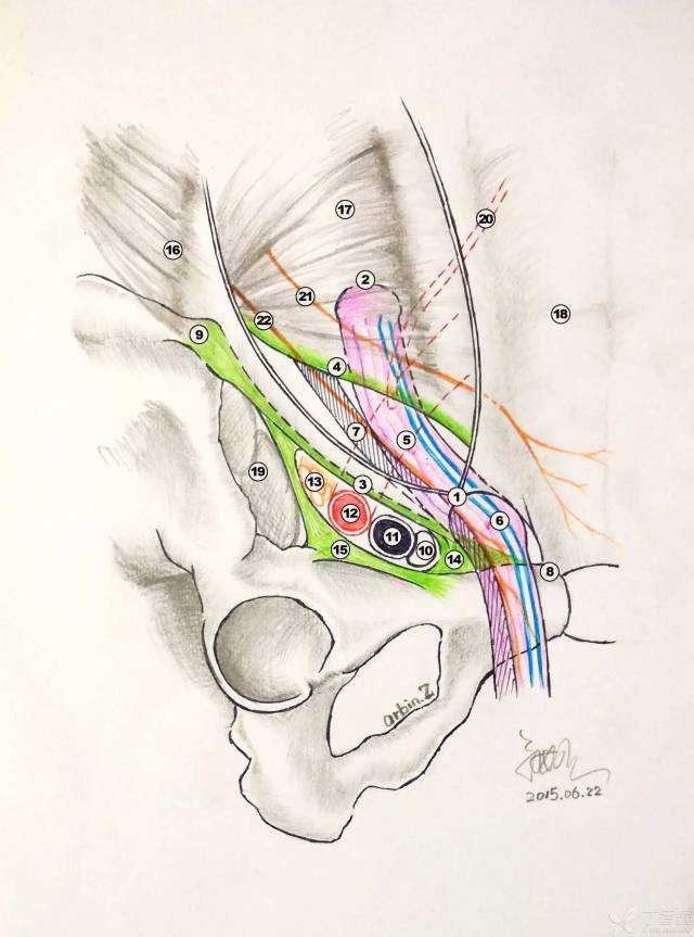 腹股沟区解剖巧记之「一二三四五」