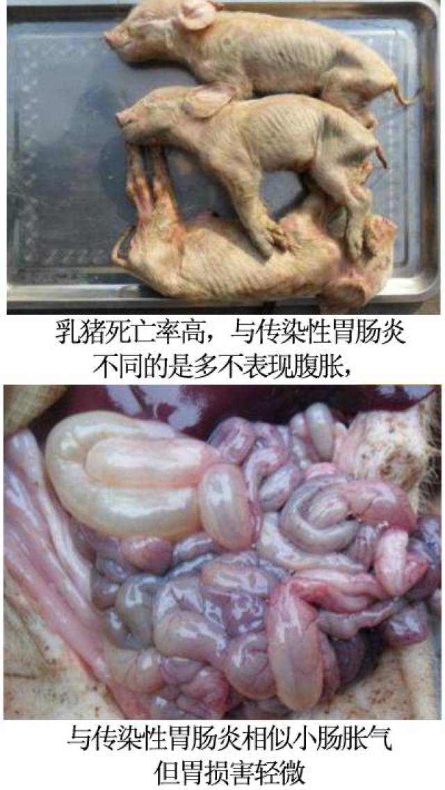 从临床症状,剖检变化诊断猪病毒性腹泻