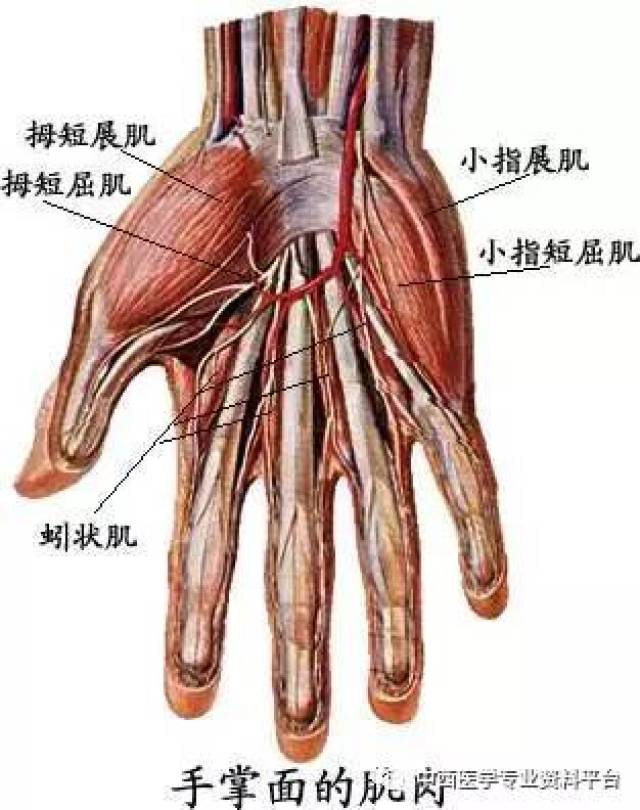 包括小指展肌,小指短屈肌和小指对掌肌.其作用亦同名称.