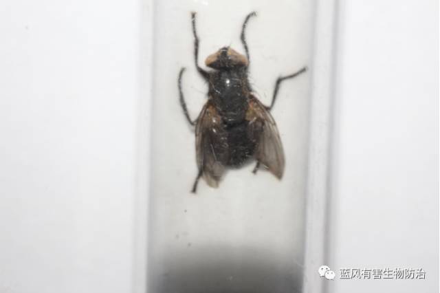 种类和生活习性人们生活中常见的苍蝇有家蝇,厕蝇,丝光绿蝇,大头金蝇