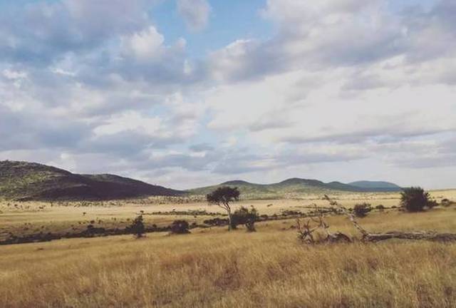 寒假| 和动物博士游猎东非大草原,破解全球野生动物聚集的秘密