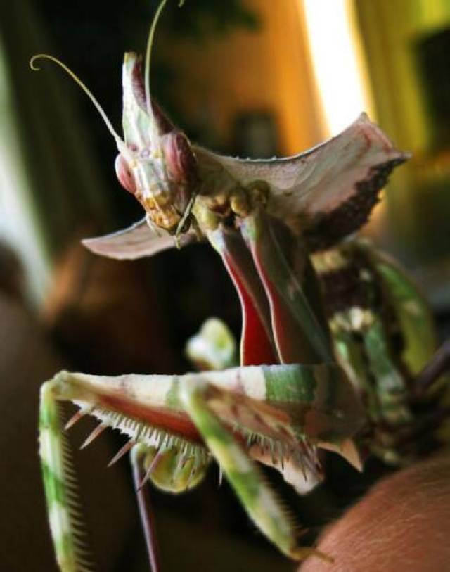 世界上最稀有的螳螂,雌雄魔花螳螂残忍谋杀亲夫