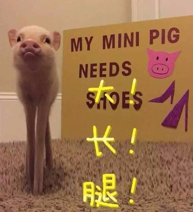 我们猪猪的腿一点儿也不粗的好嘛!