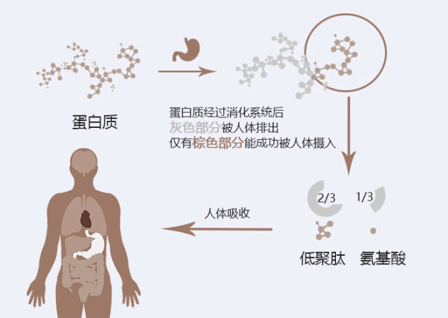 也就是说,蛋白质最终全部被水解成低聚肽和游离氨基酸的形式,才能被