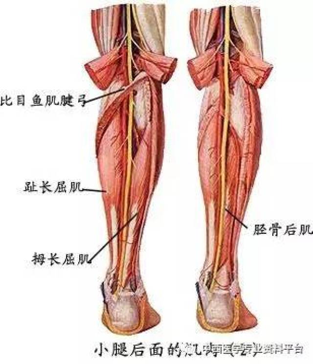 四肢肌系统解剖图文