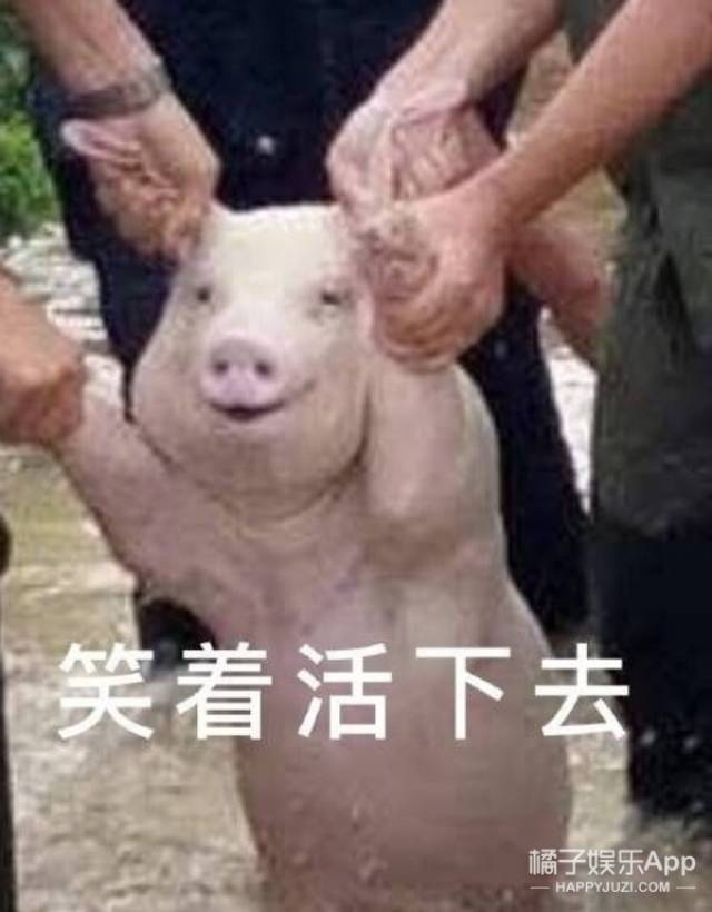 直到某一天,前akb48的成员小嶋阳菜突然在ins上点赞了这头猪的表情包