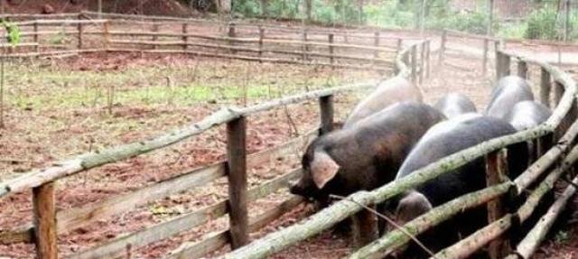 给猪修跑道建水池,家庭农场的生态养猪路
